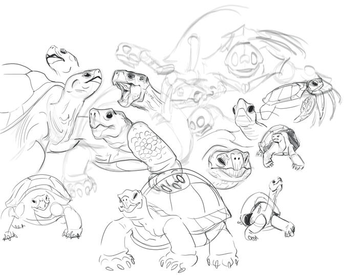 I realized I don't really know how turtle heads work??? So here's a (mainly tortoise) study