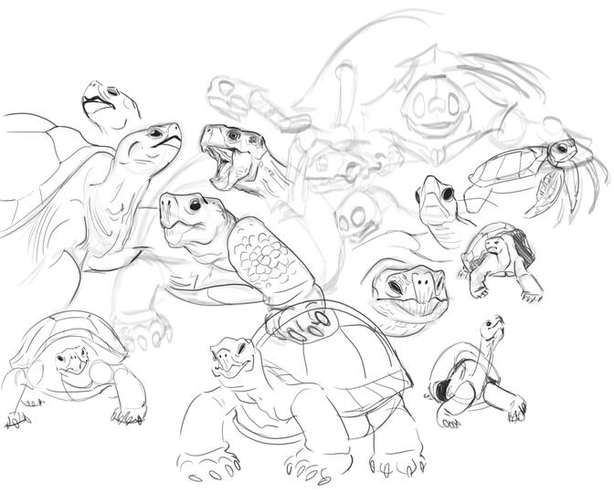 I realized I don&#39;t really know how turtle heads work??? So here&#39;s a (mainly tortoise) study